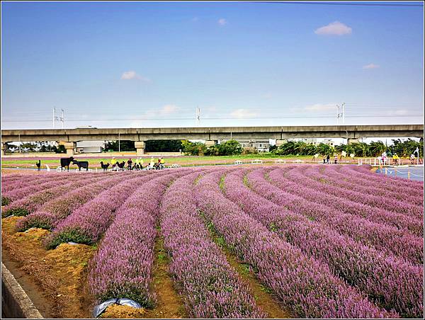 楊梅仙草花節 - 081.jpg