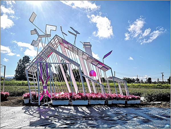 2023仙草花節 - 010.jpg