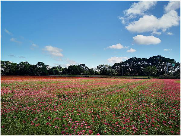 2023仙草花節 - 021.jpg