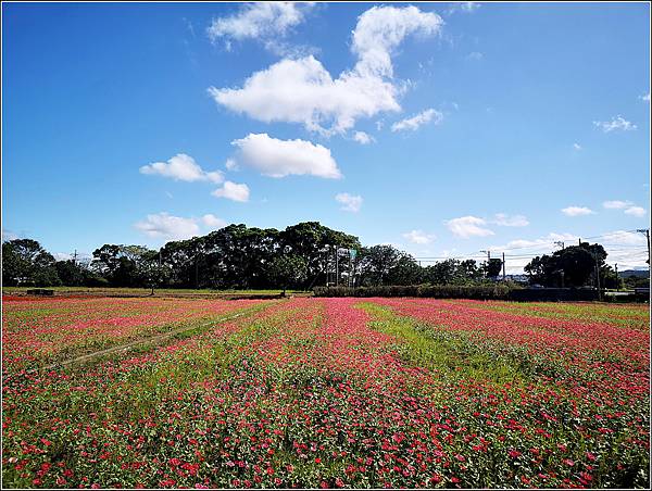 2023仙草花節 - 023.jpg