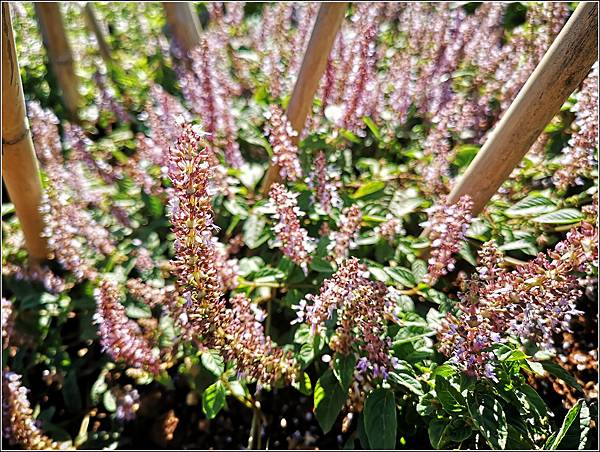 2023仙草花節 - 030.jpg