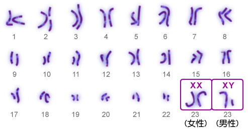 染色體.jpg 染色體.jpg