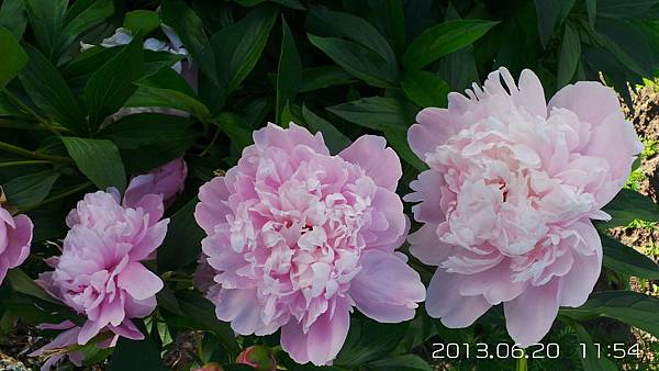 B-14-20130620_115417牡丹 B-14-20130620_115417牡丹