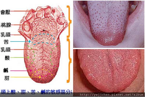 舌頭-001