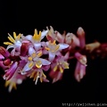 11-IMG_0266