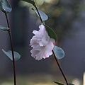 08-IMG_0455.JPG