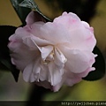 14-IMG_0134.JPG