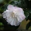15-IMG_0137.JPG