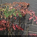 03-IMG_0221.JPG