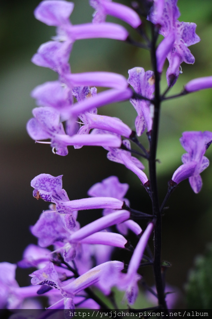 01-IMG_1260.JPG 01-IMG_1260.JPG