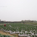 無名草莓園150223018