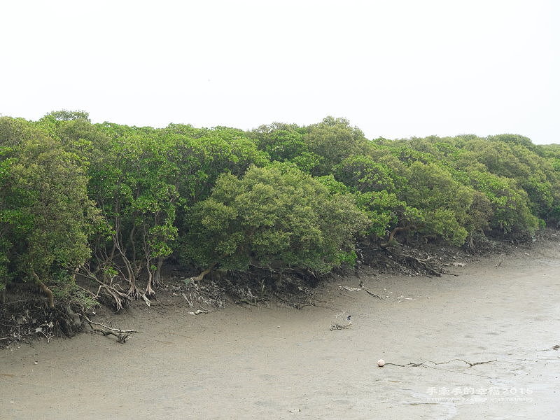 紅毛港150711007 紅毛港150711007