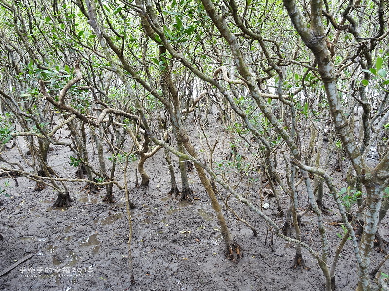 紅毛港150711013 紅毛港150711013