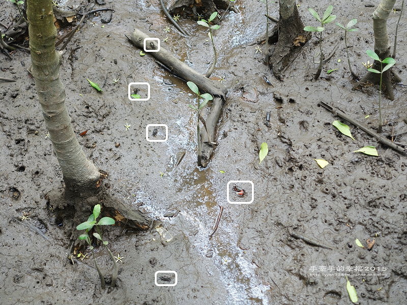 紅毛港150711014 紅毛港150711014