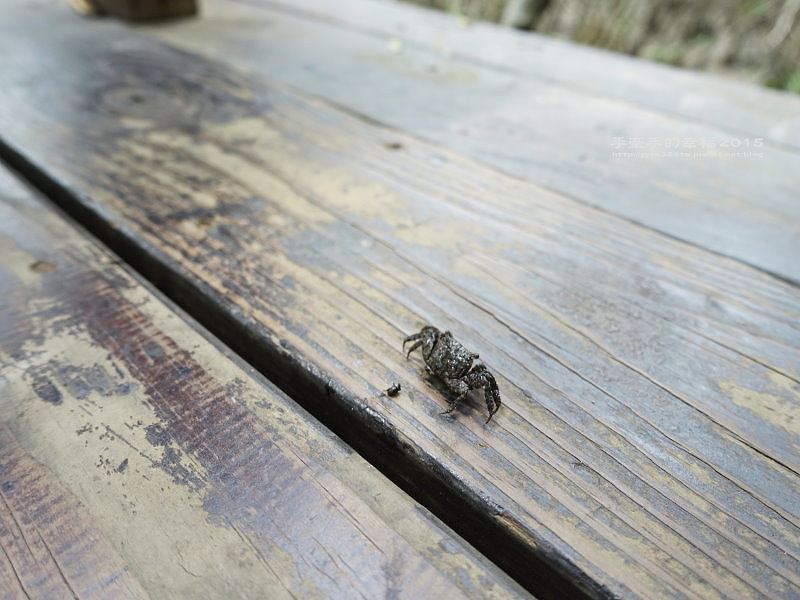 紅毛港150711019 紅毛港150711019