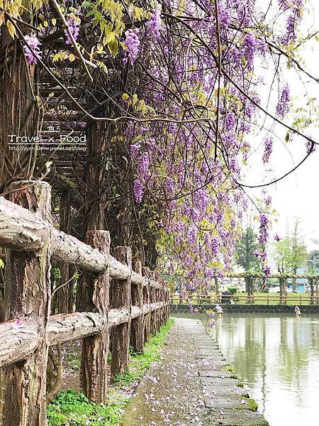 大湖公園紫藤花170411005