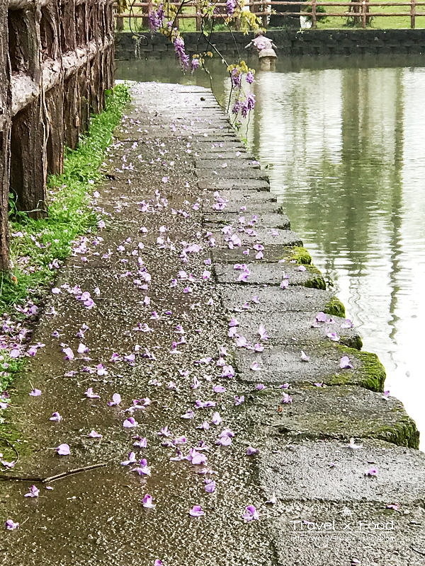 大湖公園紫藤花170411006