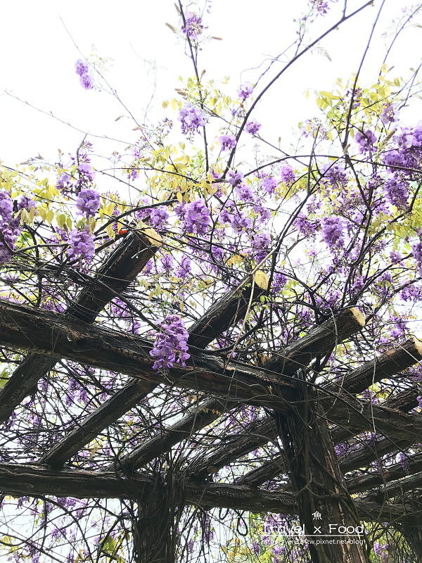 大湖公園紫藤花170411009