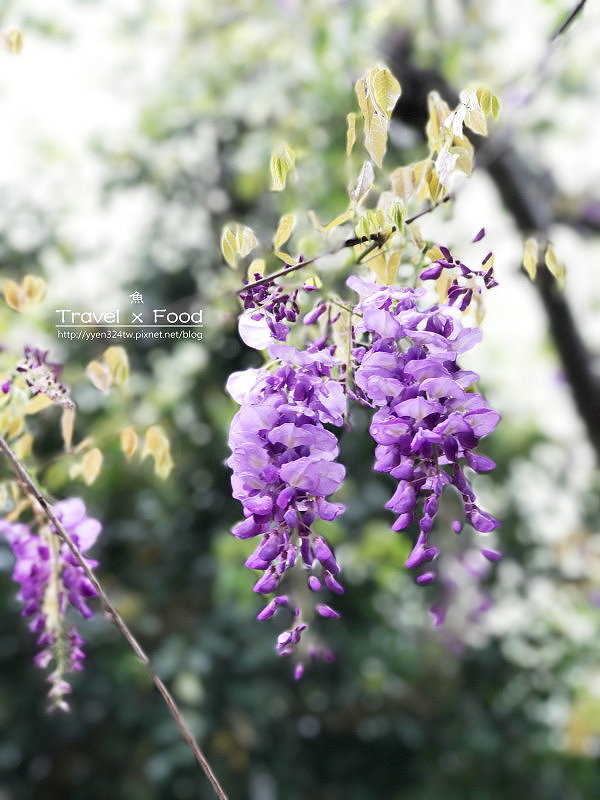 大湖公園紫藤花170411011