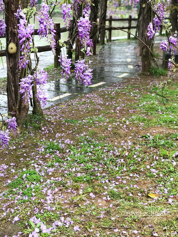 大湖公園紫藤花170411010