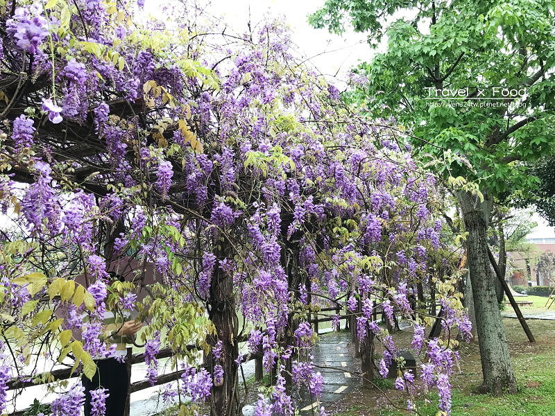 大湖公園紫藤花170411013