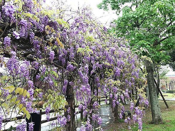 大湖公園紫藤花170411013