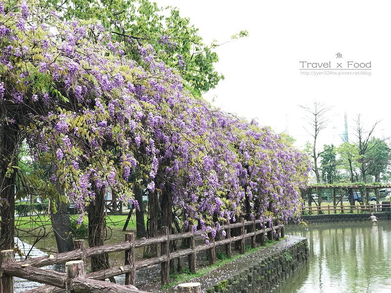 大湖公園紫藤花170411014