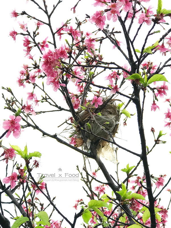 大湖公園紫藤花170411020