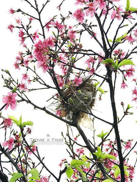 大湖公園紫藤花170411020