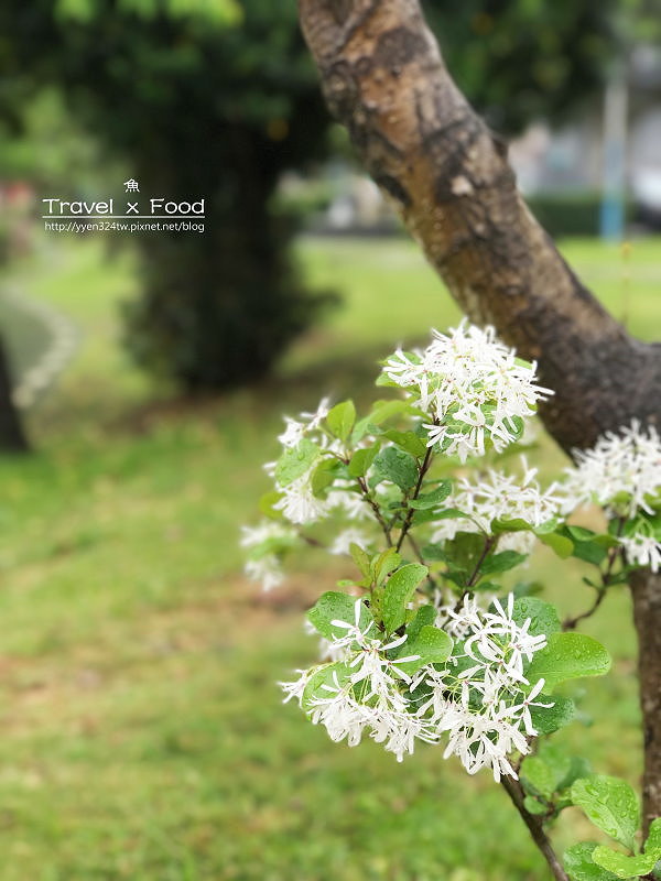 大湖公園紫藤花170411021