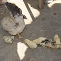 IMG_5040.jpg