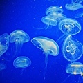 61008_1442483425199_1326490284_2402261_3064440_n.jpg