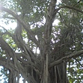 阿凡達榕樹