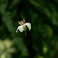 空中的油桐花