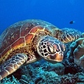 海龜海龜~~