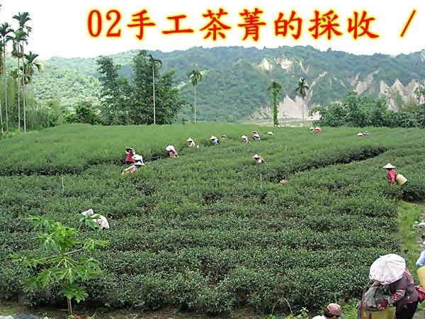 02茶菁的採收