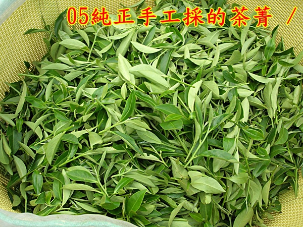 05純正手工採的茶菁