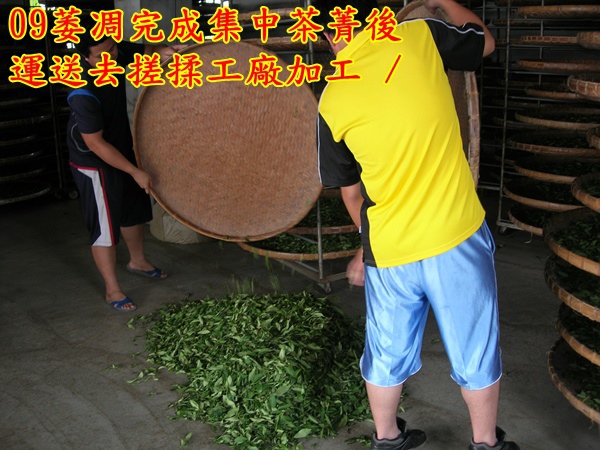 09萎凋完成集中茶菁後運送去搓揉工廠加工