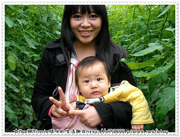 2012.1.24 新竹採蕃茄 2012.1.24 新竹採蕃茄