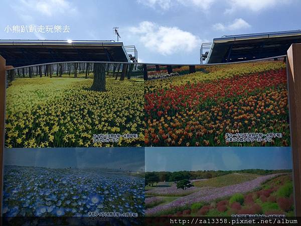 20160422茨城常陸海濱公園_5015.jpg 20160422茨城常陸海濱公園_5015.jpg