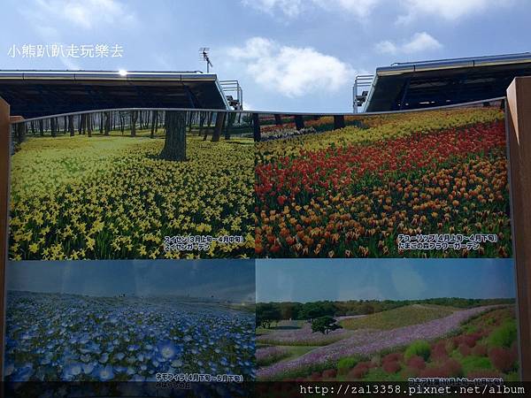 20160422茨城常陸海濱公園_5015.jpg