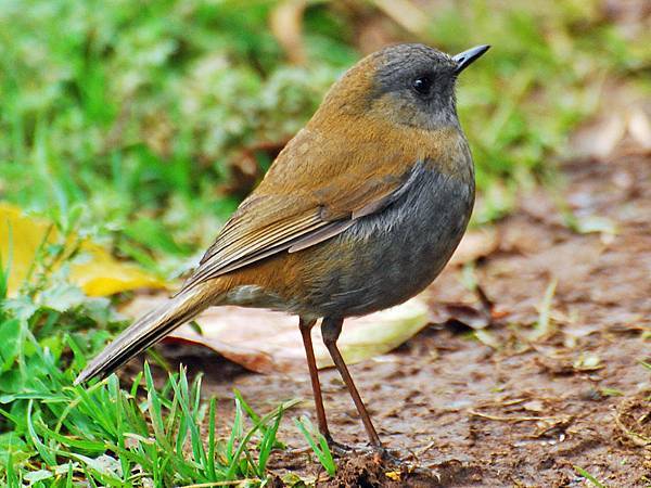 Thrush, Black-billed Nightingale- Jerry Oldenettel.jpg