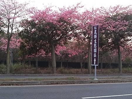 虎尾高鐵農博公園的花季到了---你去朝聖了沒???