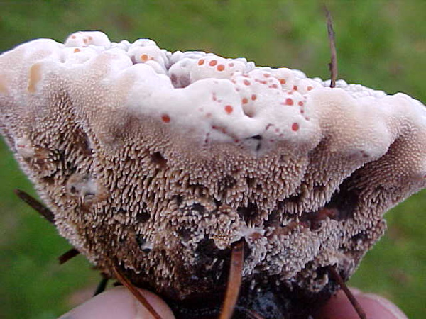 Hydnellum_peckii_62842.jpg