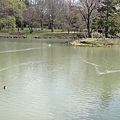 [札幌] 中島公園10.JPG