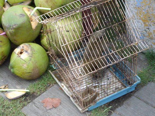 椰子與松鼠