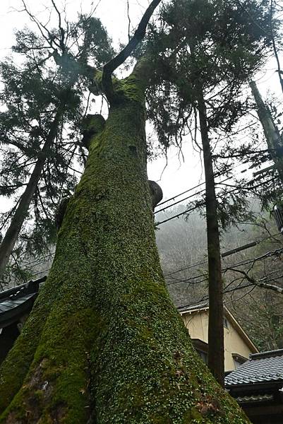 【日本京都】貴船神社，水神神社，日本充滿靈氣的神社，幽靜美麗