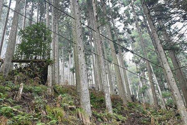 【日本京都】貴船神社，水神神社，日本充滿靈氣的神社，幽靜美麗