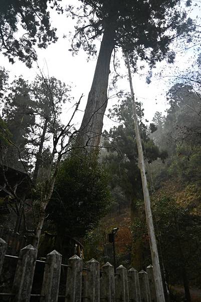 【日本京都】京都近郊鞍馬山，大天狗所在的鞍馬寺，靈氣滿滿的山