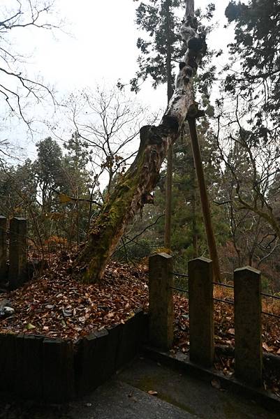 【日本京都】京都近郊鞍馬山，大天狗所在的鞍馬寺，靈氣滿滿的山